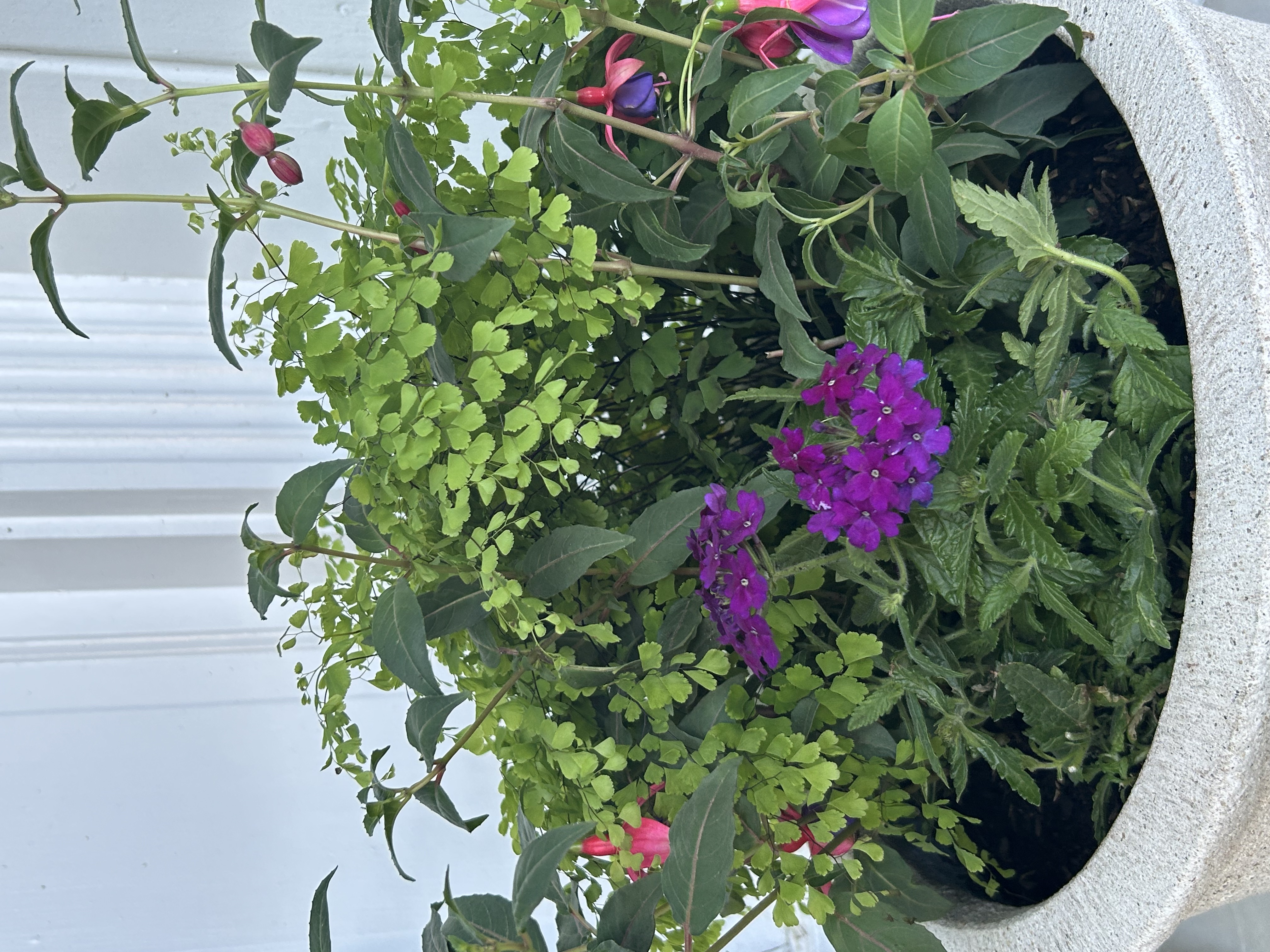 D&E Gardens mixed planter with fuchsia