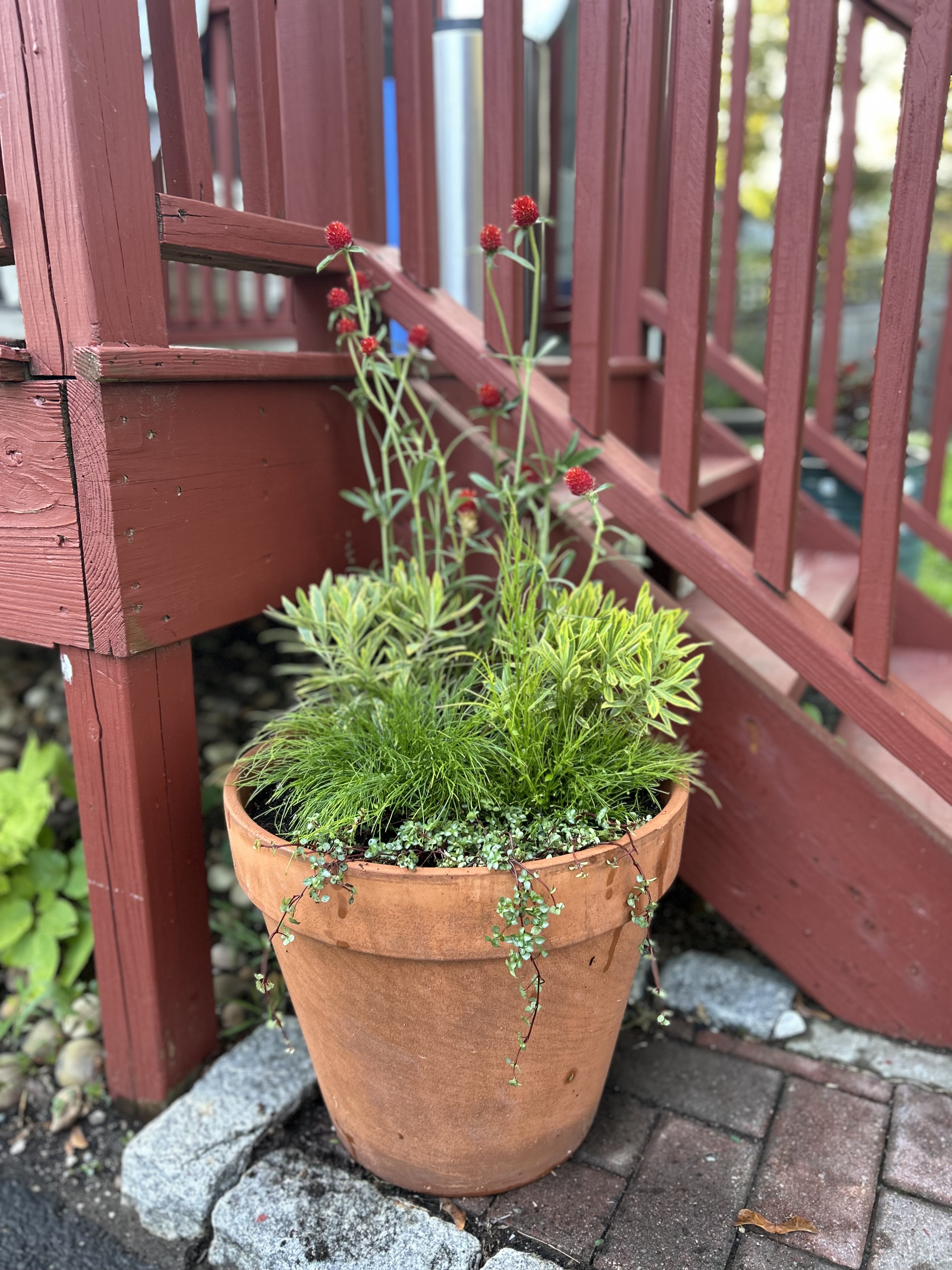 D&E Gardens terracotta planter with red globe flowers
