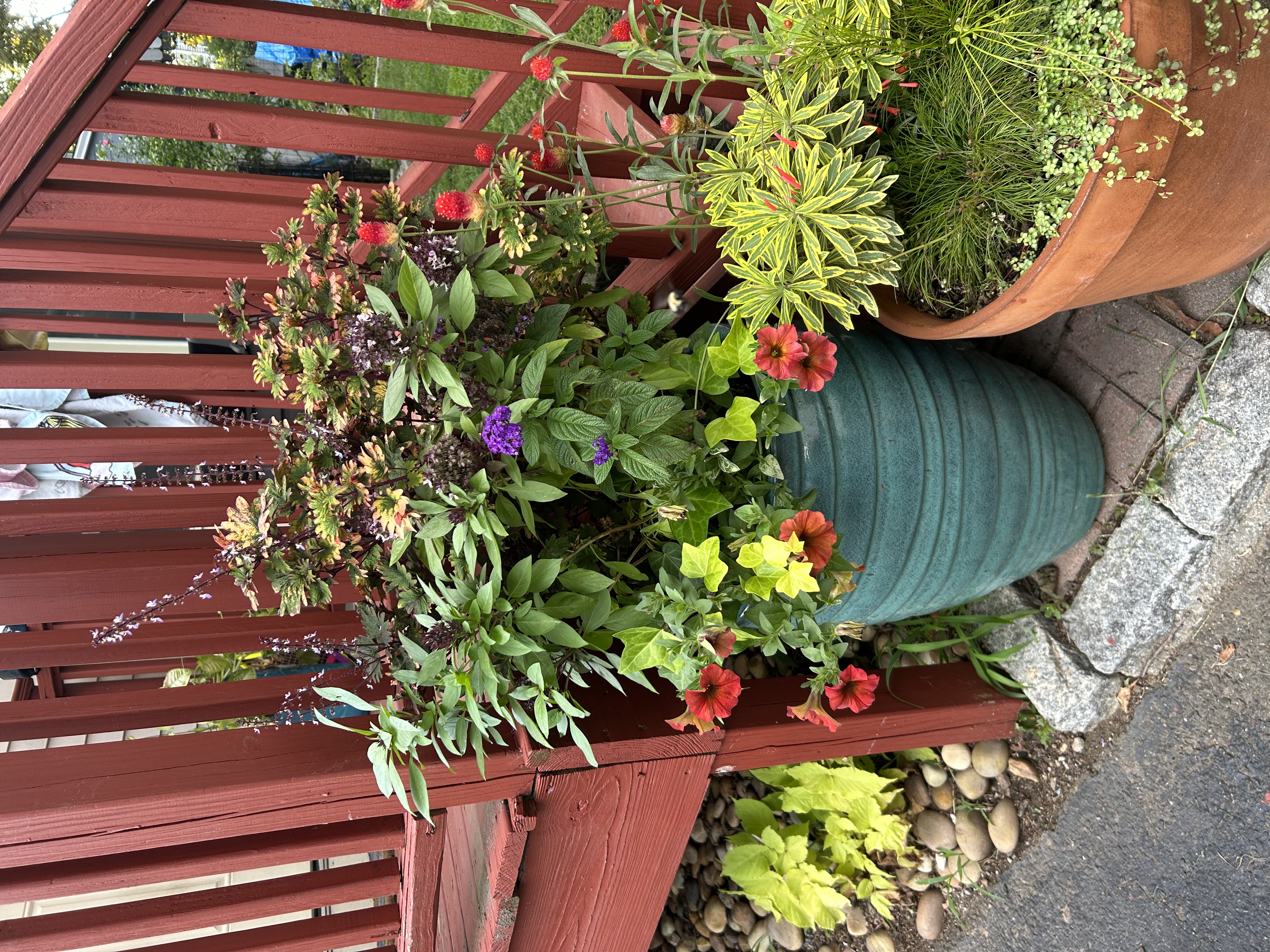 D&E Gardens teal planter with coleus